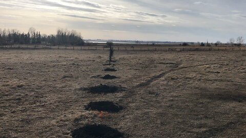 Fencing off a section of pasture for tree field expansion