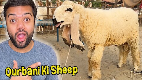 Qurbani ka lye sheep 🐑 la le )mandi ka sab sa khubsurat sheep