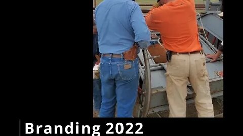 BRANDING 2022 | Summer | Livestock Brand | Beef Cattle | Cattle Ranch | Hashknife Ranch