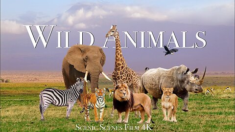 Wild animal - Life of animal in amazon |most rated on internet.