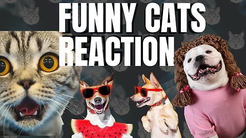 Adorable Cat Goes Viral with Hilarious Antics! 🐱😂 | Must-See Funny Cat Video!