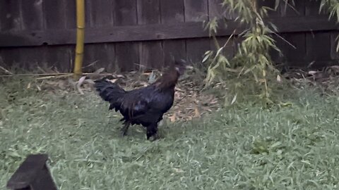 Yung Alone Spots A Rooster Chicken In His Backyard!