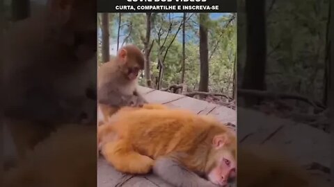 macaco dando beijo grego