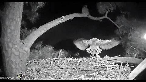 Doing Anything To Get Mom's Attention 🦉 4/11/22 22:48