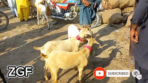 Golden Tapri Goat | Daur Bakra Mandi Latest Update | #bakraeidspecial #bakramandi2023 #zgf