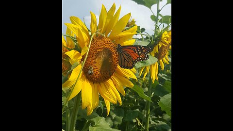 The Flowers And The Butterflies And Bees