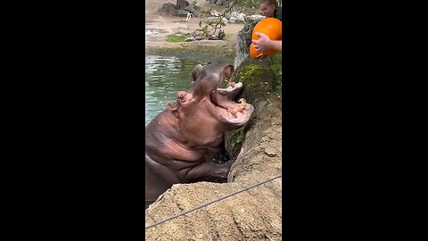 Hungry Hippos Enjoy Pumpkin Treats