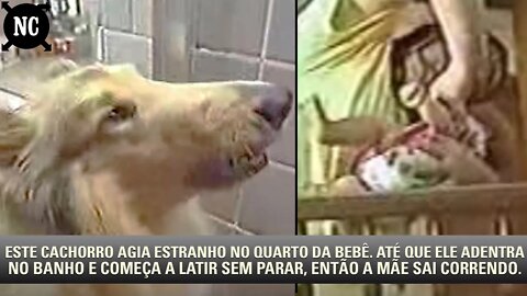 Este cachorro agia estranho no quarto da bebê. Até que ele adentra no banho e começa a latir sem