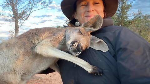 Adorable Kangaroo Is Very Affectionate - Cute Animal Show Love