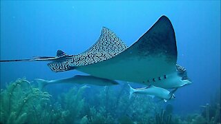 Gigantic stingray cruises casually past unsuspecting scuba diver