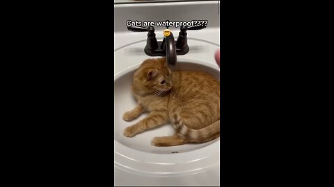 Cats Are Waterproof!?