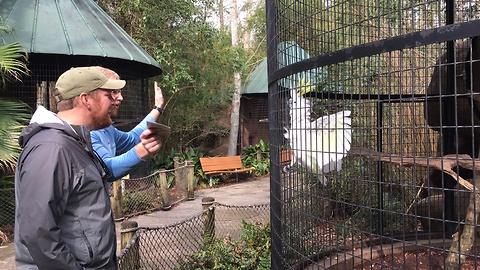 cockatoo see, cockatoo do