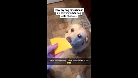 My Dog vs Other Dogs Eating Cheese | Hilarious Comparison! 😂