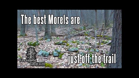 The best Morels in 2022 aren't that deep in the woods! | Mushroom hunting in Pennsylvania