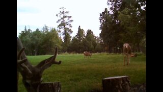 BABY Deer and Family!