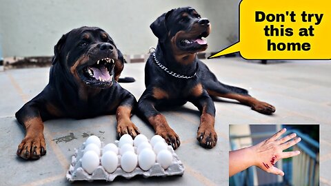 Leaving my Dogs with their favourite food - Rottweiler - puppy