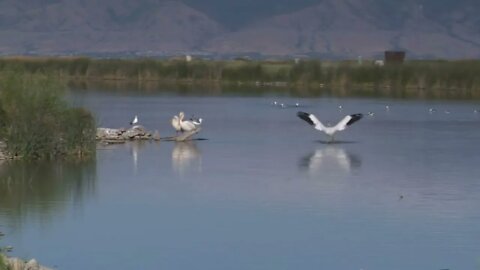 Pelican And Seagulls Near Pond