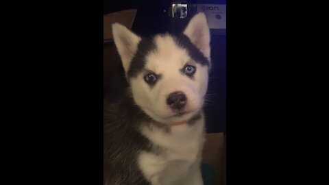 Husky Puppy HOWLING & Singing