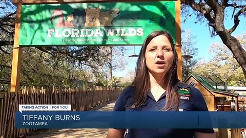 ZooTampa at Lowry Park opens new expanded viewing areas for Florida panthers, bears and baboons