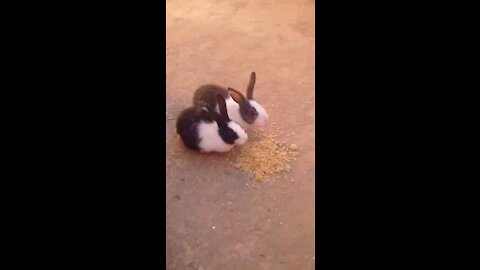 Two rabbits eating their own food