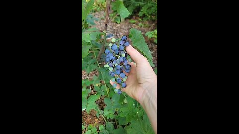 How to Tell When Grapes Are Ready to Harvest- Chardonnay Grapes 🍇🍇🍇