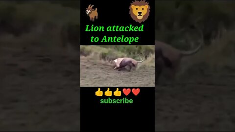 Lion attacked to Antelope ®#shorts #shortvideo #youtubeshorts