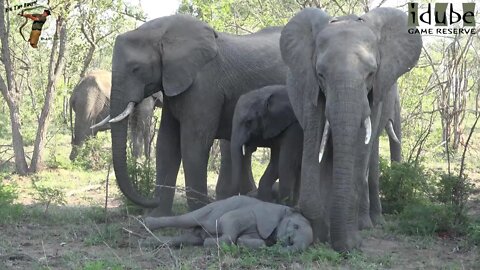 Sleeping Elephant Herd