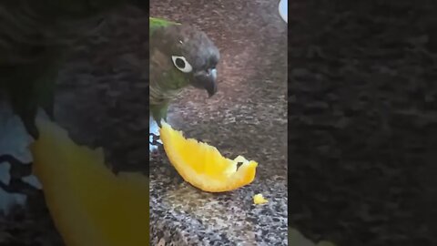 My bird eating an orange