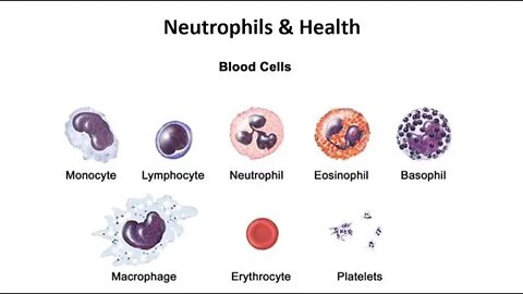 Testing and Understanding Neutrophils and Health