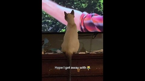 What Makes Siamese Cats Mesmerized by Television?