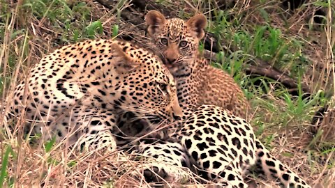 Adorable moment leopard cub seen playing with its loving mother