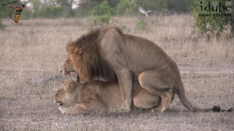 WILDlife: Majestic Lions Mate And Roar