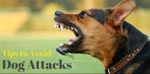 How to defend your self against a dog attack.