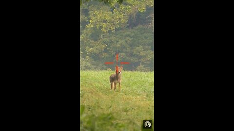 Hunting red foxes with guns 😱ruthless hunting /☠️☠️صيد الثعالب الحمراء بالبنادق 😱_صيد بلا رحمه ☠️☠️