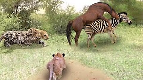 Poor Wild Horse! Leopard vs Lion Hunting Wild Horses In Their Territory- What Happens Next?