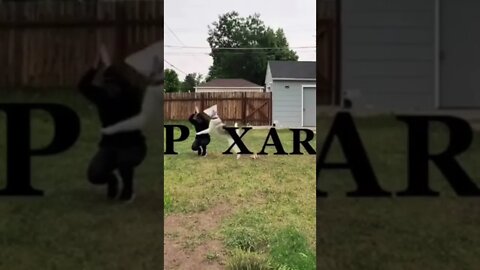 Man tries to imitate the Pixar logo #shorts #funny #dog #attack