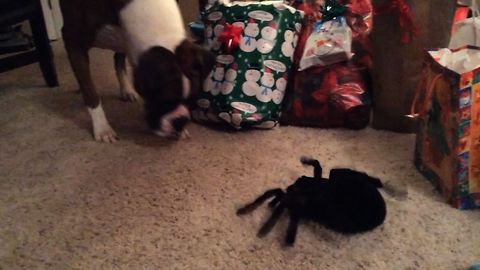 Boxer Dog Confused By Giant Toy Spider