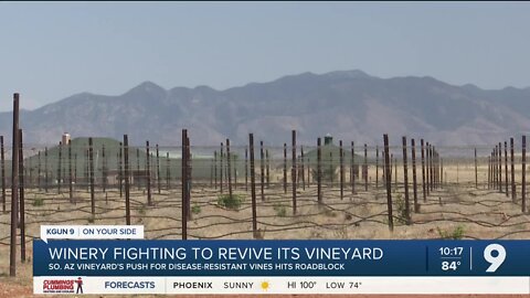 Southern Arizona winery fighting to revive its vineyard