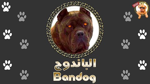 Bandog