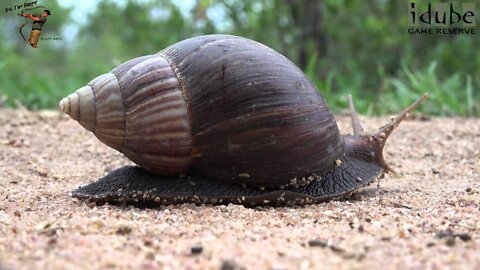 Giant African Land Snail