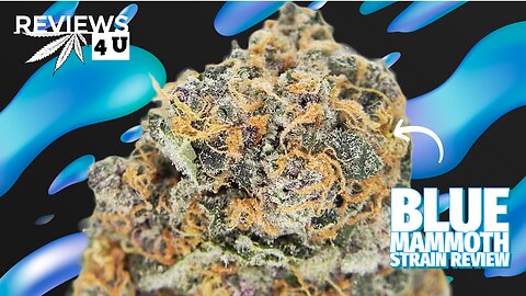 BLUE MAMMOTH AAAA+ STRAIN REVIEW | REVIEWS 4 U