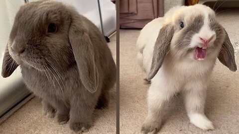 Cute Baby Holland Lop Bunnies Playing Inside the House