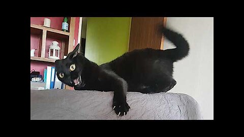 Funny Cats Videos 2024 😸 Funny Cat Videos − Funny Cats