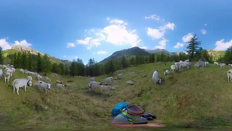 Encerclé par les vaches ! #vr360