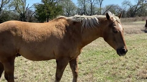 The Boys Are Settling Down With Their New Girlfriend - Horses Being Horses