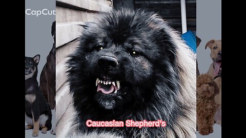 The biggest and most powerful shepherd dog: introducing the Caucasian dog breed.