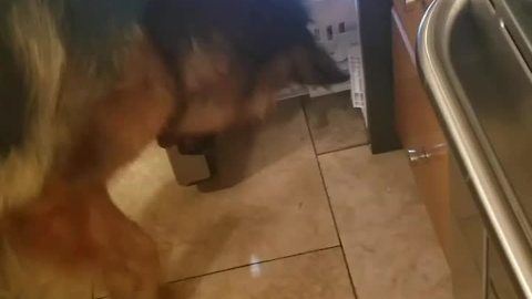 German Shepherd dumbfounded by refrigerator light