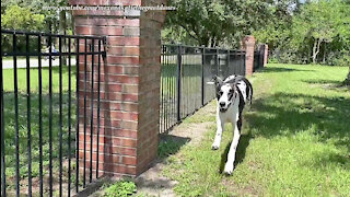 Funny Great Dane Laps Electric Scooter In A Race