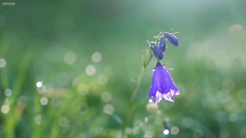 🎵🧘‍♀️🙇 3 Hours beautiful music to relax meditate, piano guitar/ Bela musica para relaxar meditar