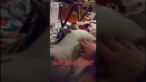 Will She Bite?